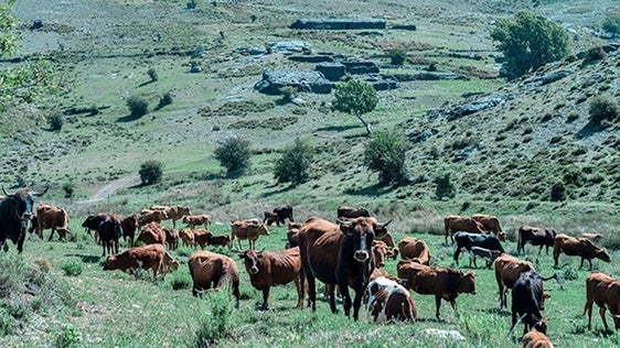 Vuelve la vaca pajuna a la Sierra de Baza: «Es parte de nuestra historia»