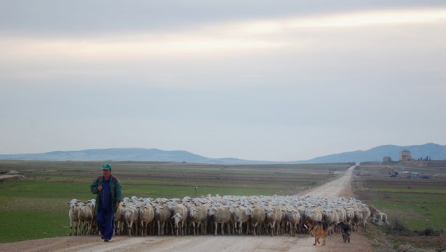 Ganaderos Baza y Huéscar los primeros de España en formarse  formación  sobre bienestar animal