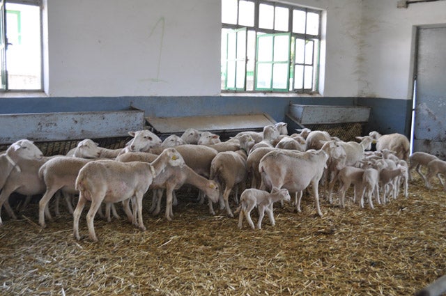 Huéscar acoge desde hoy  la XXXIX jornadas dedicadas a la raza ovina segureña
