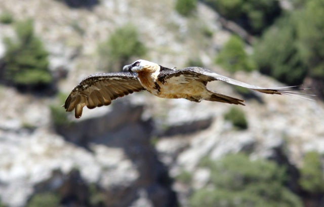 El SEPRONA encuentra pruebas sobre el envenenamiento de los buitres en el Parque Natural de la Sierra de Castril