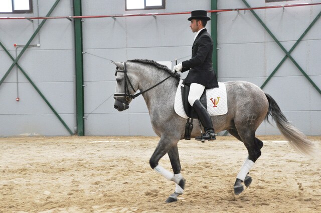 XVII Campeonato de Caballos de Pura raza Española en Baza