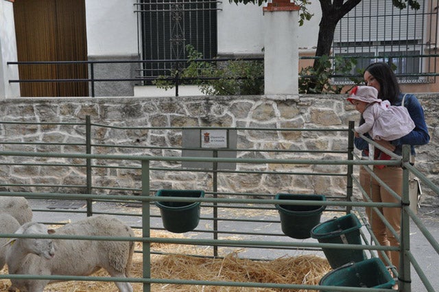 La Puebla de Don Fadrique organiza las III Jornadas Gastronómicas del Cordero Segureño y su Hábitat