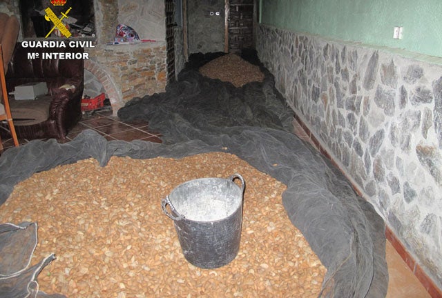 Tres detenidos en Baza por robar 1300 kilos de almendra en Zújar