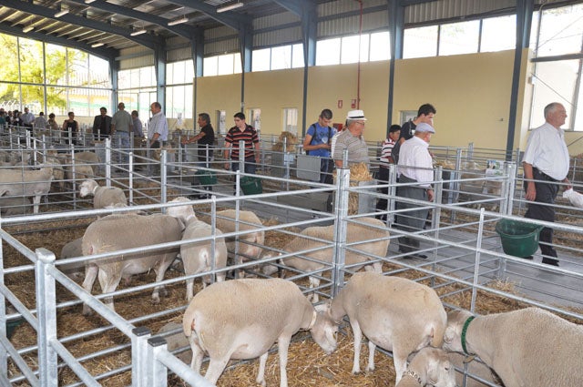Huéscar acogerá la 42 subasta nacional de reproductores de la raza ovina segureña