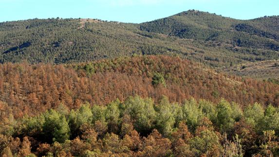 Mueren miles de pinos de repoblación en el Parque Natural de la Sierra de Baza, pero se recuperan los silvestres