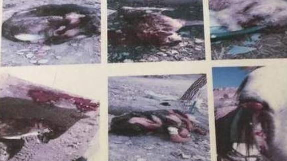 Masacre animal de unos cazadores en la Sierra de Baza