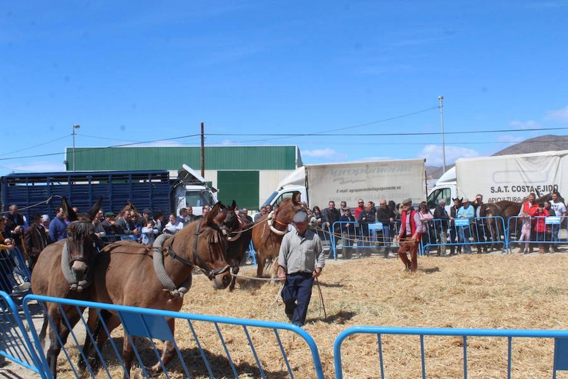 Miles de personas visitaron este pasado fin de semana el núcleo de Tarambana para vivir y disfrutar de la séptima edición de la Feria del Ganado, que organizan la Comisión de Fiestas Tarambana con la colaboración del Ayuntamiento de El Ejido, la Junta Local y la Asociación de Vecinos 'La Fabriquilla'. Pese al viento y al frío que este fin de semana imperó en el municipio ejidense, este evento ganadero registró una gran afluencia, demostrando que se trata de una feria que se ha consolidado en el tiempo y que crece cada año, con visitantes llegados no solo del propio municipio, sino de toda la provincia e incluso de otras provincias cercanas. 