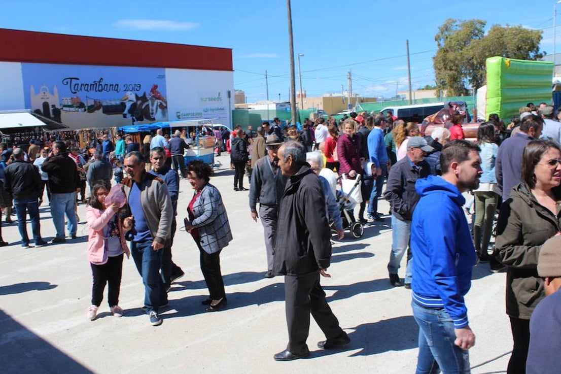 Miles de personas visitaron este pasado fin de semana el núcleo de Tarambana para vivir y disfrutar de la séptima edición de la Feria del Ganado, que organizan la Comisión de Fiestas Tarambana con la colaboración del Ayuntamiento de El Ejido, la Junta Local y la Asociación de Vecinos 'La Fabriquilla'. Pese al viento y al frío que este fin de semana imperó en el municipio ejidense, este evento ganadero registró una gran afluencia, demostrando que se trata de una feria que se ha consolidado en el tiempo y que crece cada año, con visitantes llegados no solo del propio municipio, sino de toda la provincia e incluso de otras provincias cercanas. 