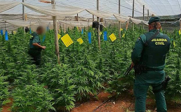 Encuentran 4.000 plantas de marihuana en «sofisticados» invernaderos de El Ejido
