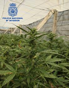 Imagen secundaria 2 - Localizan un invernadero con 270 plantas de marihuana en El Ejido