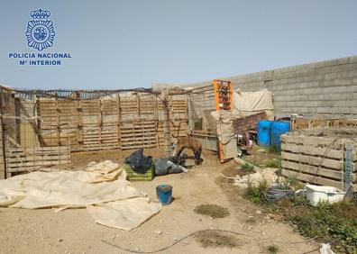 Imagen secundaria 1 - Localizan un invernadero con 270 plantas de marihuana en El Ejido