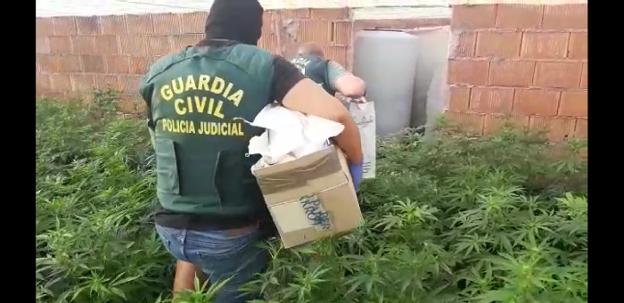 Operación Pozo Green´en Almería: 15.800 plantas de marihuana, seis armas, 20 detenidos y 120 enganches ilegales en El Ejido