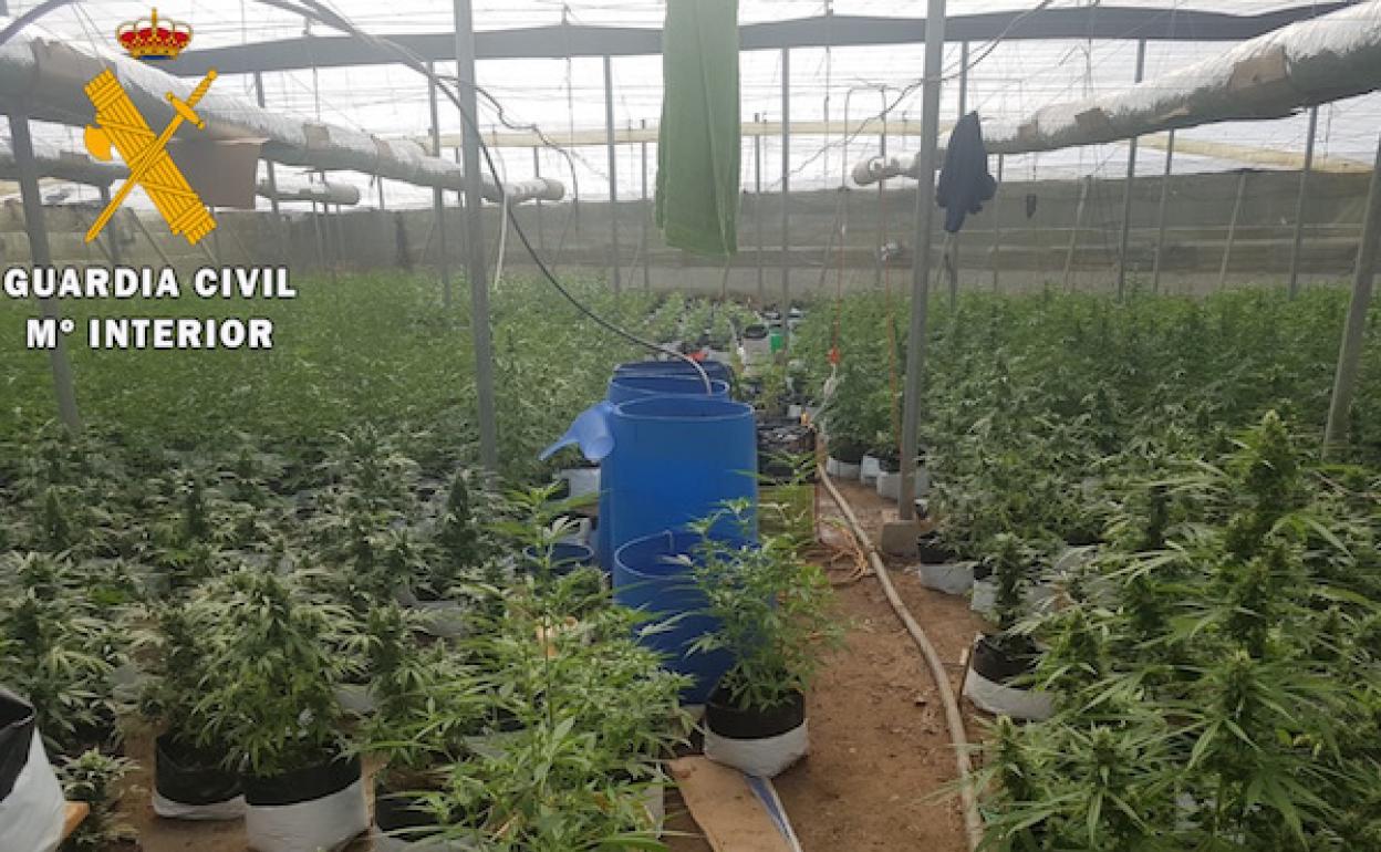 Súper invernadero de marihuana en Almería: cazados cuando trabajaban en sus 2.311 plantas