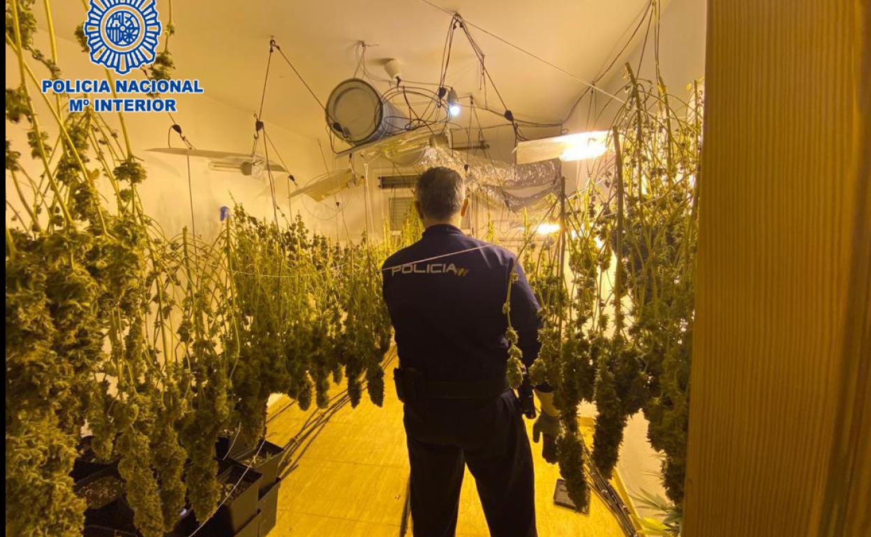 Descubren una sofisticada plantación de marihuana en una casa de El Ejido