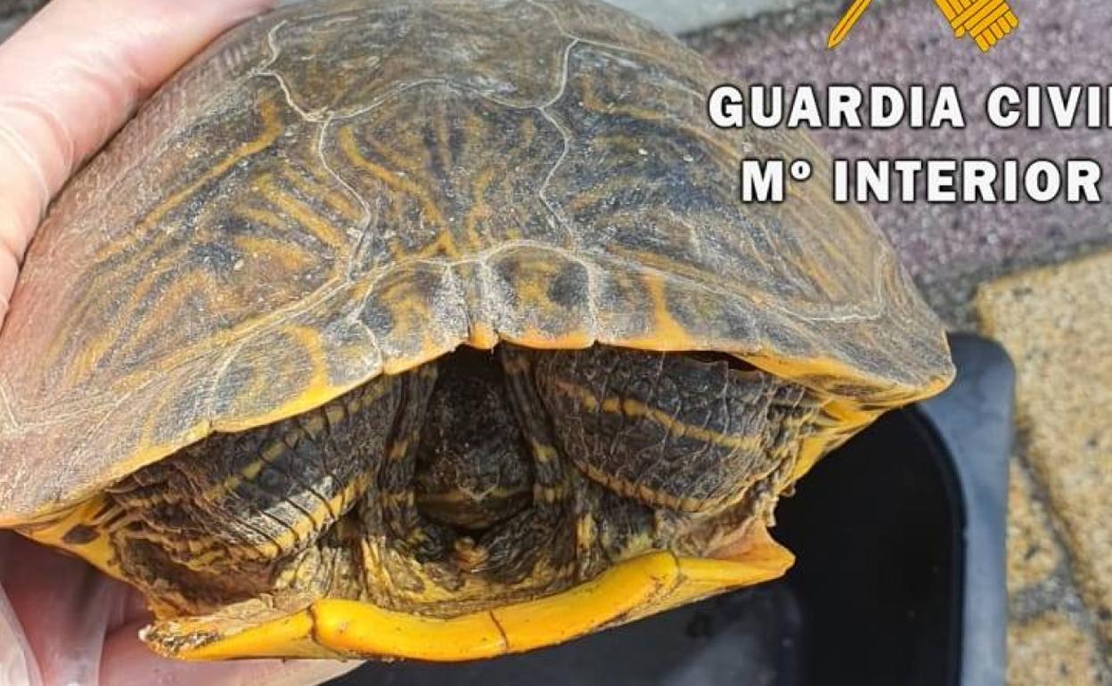 Animales exóticos en Almería | Encuentran en las calles de Balerma un galápago Florida