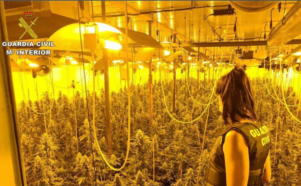 La colaboración ciudadana permite desmantelar un cultivo 'indoor' de marihuana en una casa alquilada