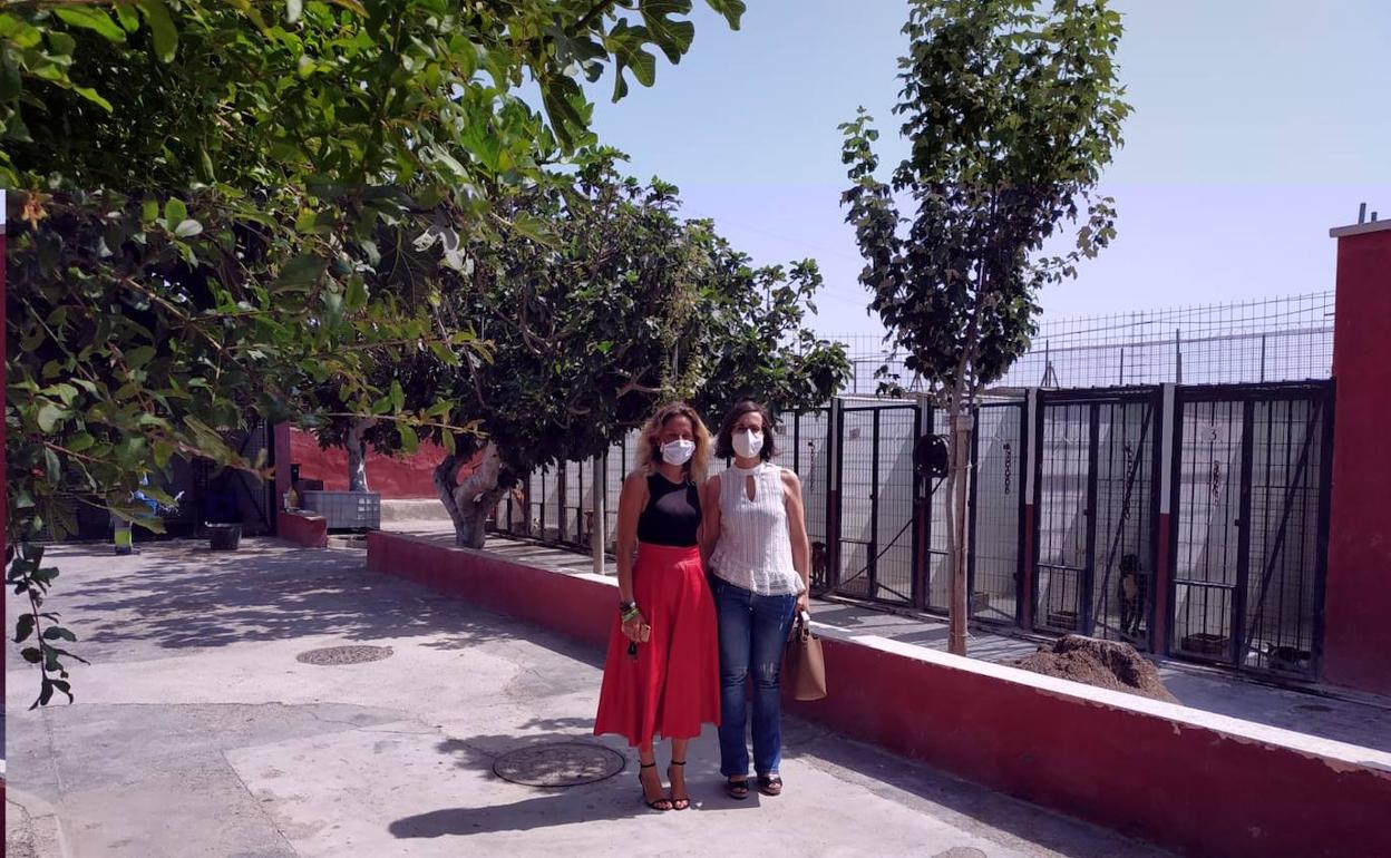 El control de las colonias felinas en el municipio preocupa al gobierno local