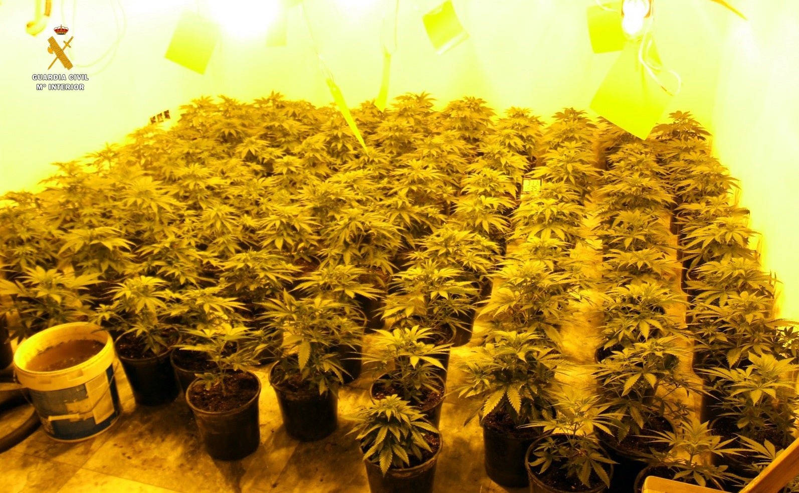 Incautadas más de 600 plantas de marihuana en invernaderos anexos a viviendas de El Ejido