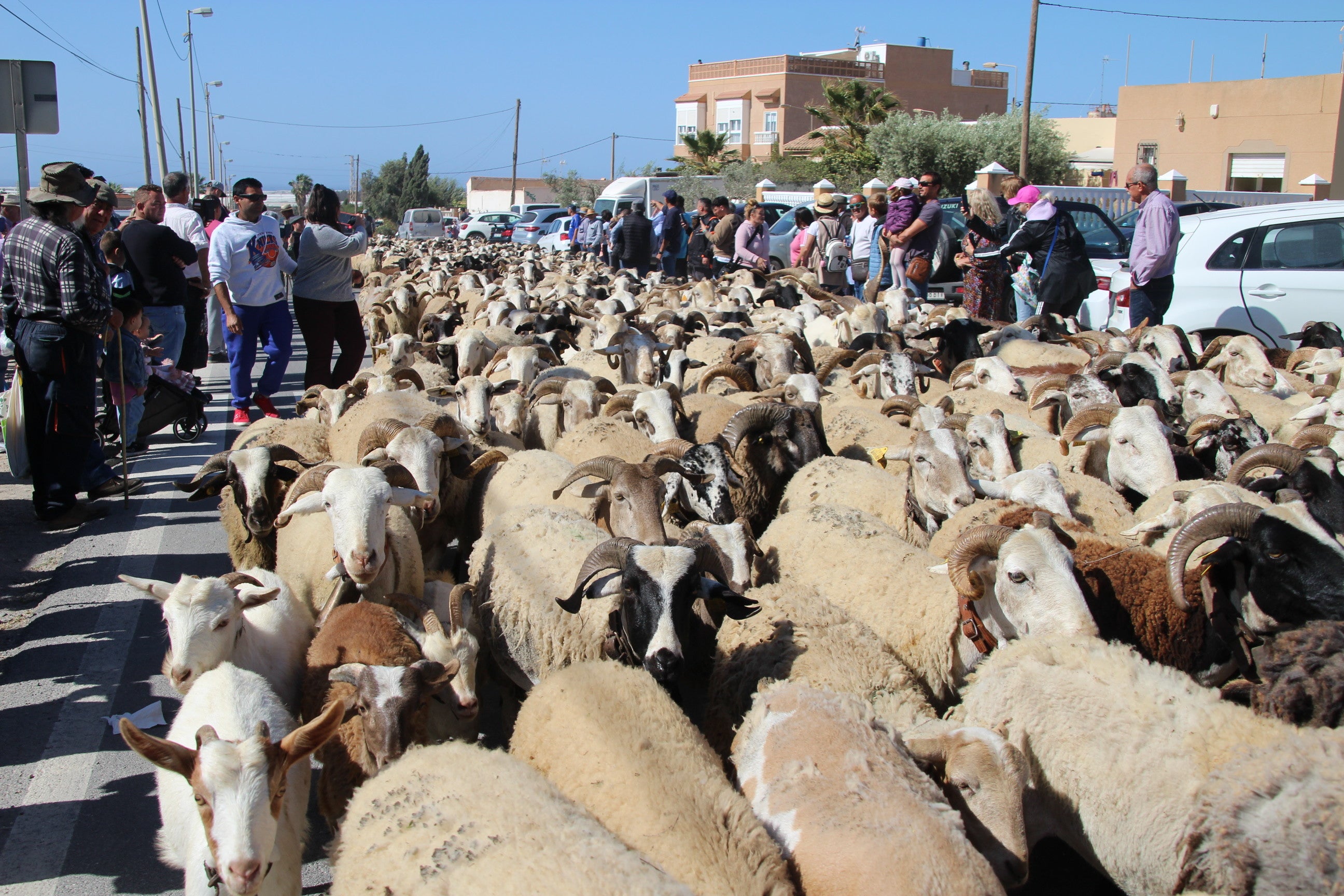 El Ejido vive un fin de semana de costumbres muy ganaderas