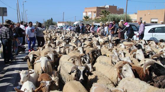 El Ejido vive un fin de semana de costumbres muy ganaderas