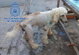 Perro rescatado en pésimas condicones en El Ejido