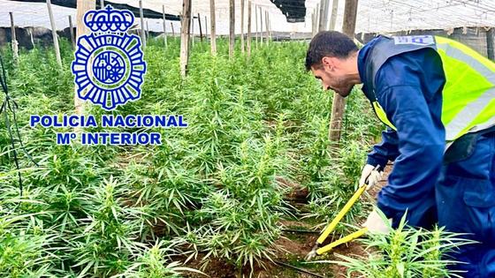 Encontradas más de 4.000 plantas de marihuana en cinco invernaderos de El Ejido