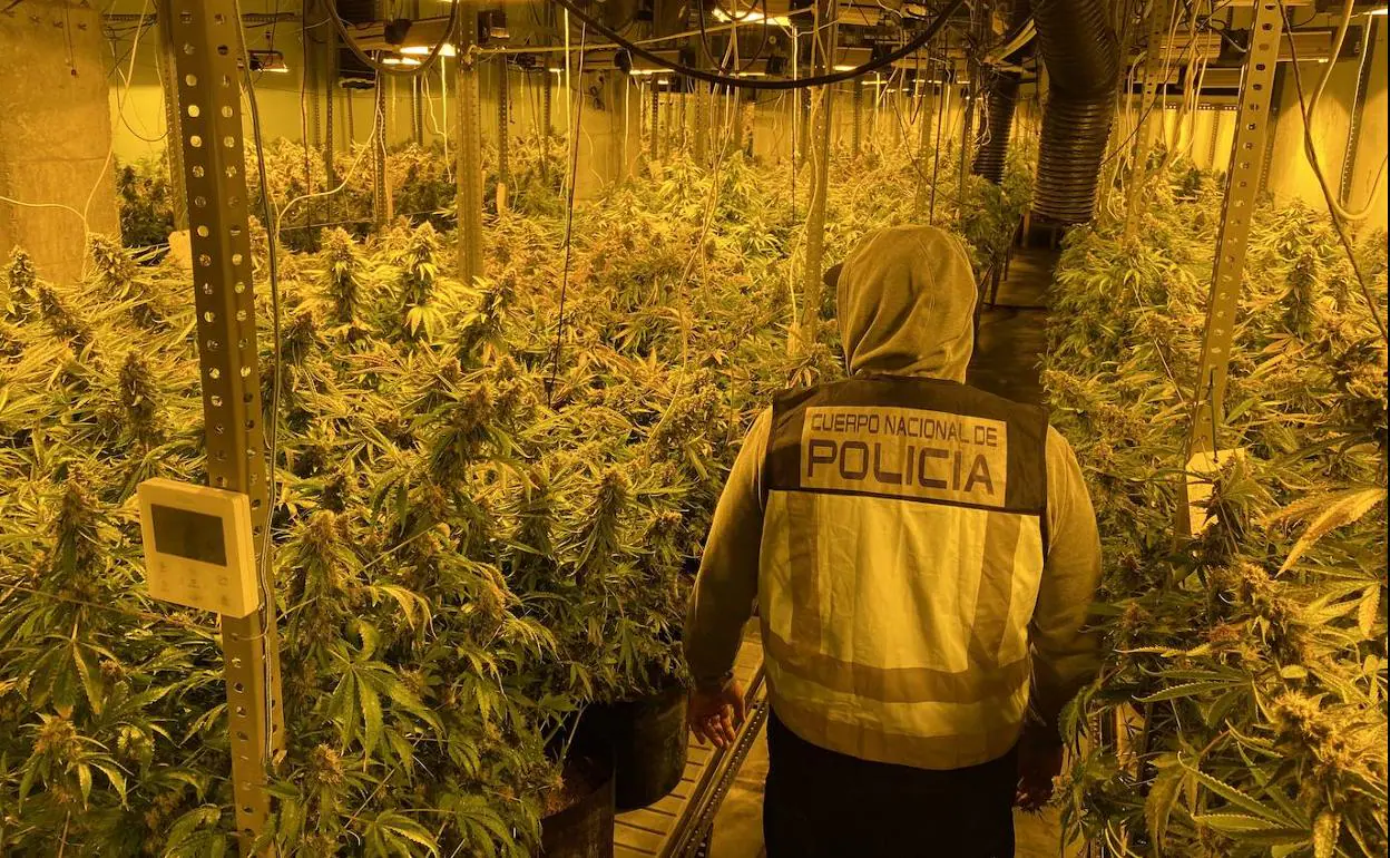 Cultivo de marihuana intervenido por los agentes al clan de 'los Antones' en El Ejido.
