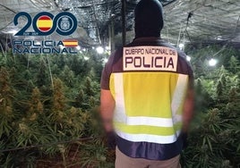 Un efectivo de la Policía Nacional frente a una plantación de marihuana.