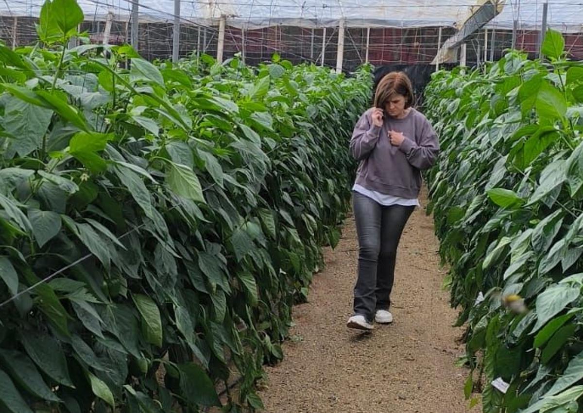 Imagen secundaria 1 - «Hay invernaderos que han caído al suelo y que están absolutamente derruidos»