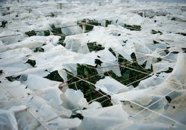 Agricultores de El Ejido, a la espera de que las compañías evalúen los daños en invernaderos