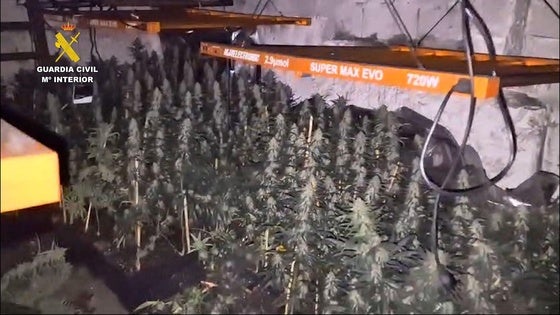 Arde en El Ejido una plantación de marihuana enganchada a la red eléctrica