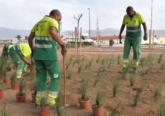 Plantas ornamentales y vegetación de resistencia para este parque de la localidad roquetera.