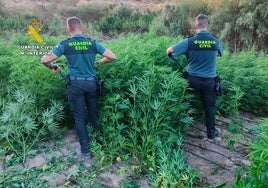 Plantación de amrihuana encontrada en El Ejido
