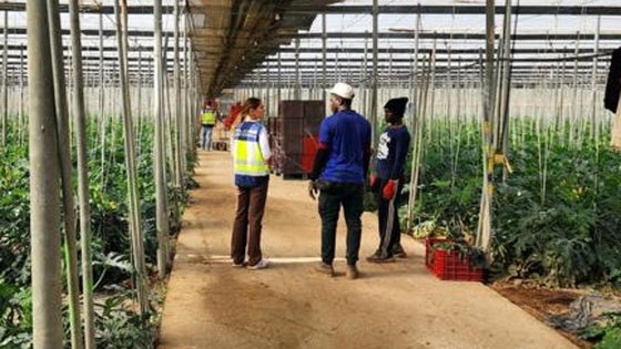 Detienen en El Ejido a dos empresarios agrícolas, madre e hijo, por explotación laboral