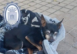 Perro localizado en un contenedor de El Ejido.