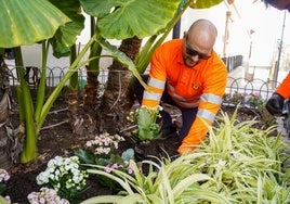 Un operario municipal se encarga de la reposición de las flores.