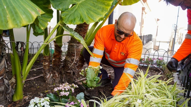 DUE embellece zonas verdes de El Ejido con nuevas flores para afrontar este invierno