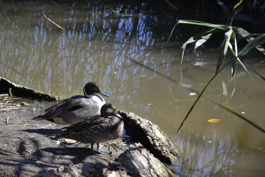 Un ejemplar macho y una hembra de ánade rabudo