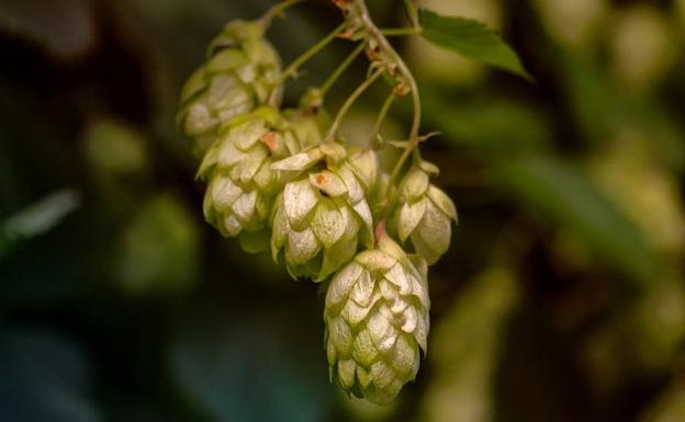 etalle de un lúpulo, ingrediente base de la cerveza. 