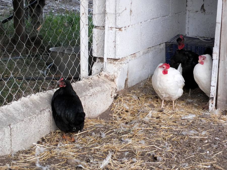 Una visita a la quesería Leyva y su finca