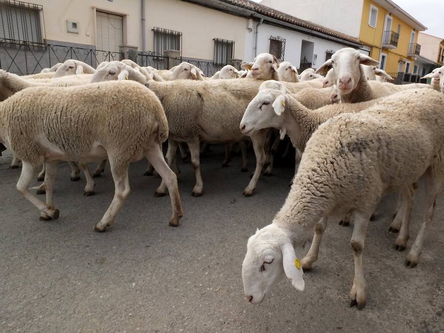 Una visita a la quesería Leyva y su finca