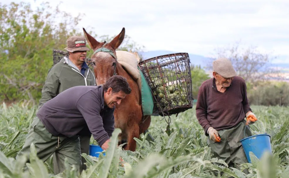 La familia Castro, Jorge, Miguel y su octogenario tío Manolo, recogen alcachofas de forma tradicional.