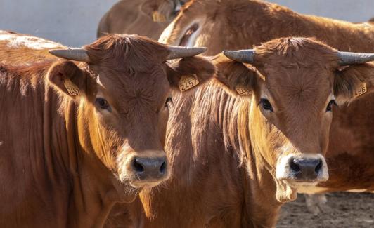 Rubia, de cornamenta abierta, robusta y bajita, así es la pajuna.