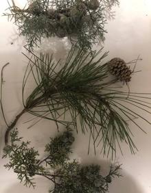 Imagen secundaria 2 - El ravioli que prepara Marcos Pedraza. Abajo, el pescado al vapor aromatizado con hojas de pino de los bosques de Granada, de Álvaro Arriaga.