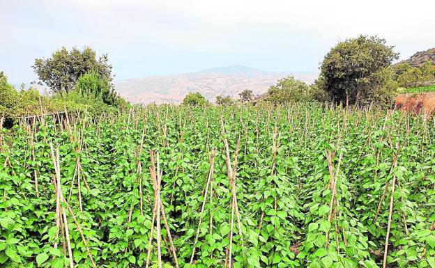 Estado actual de las matas de judías verdes en la localidad alpujarreña de Mecina Bombarón.