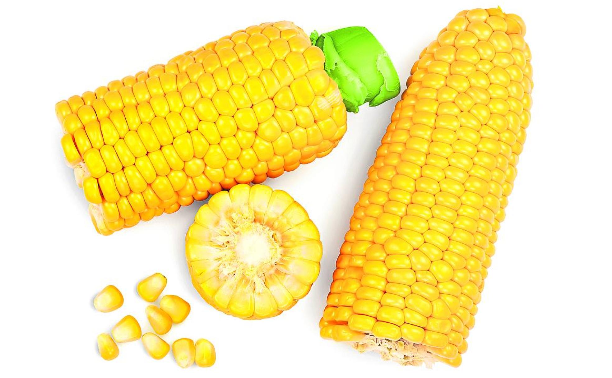 Maíz para harina, palomitas y más