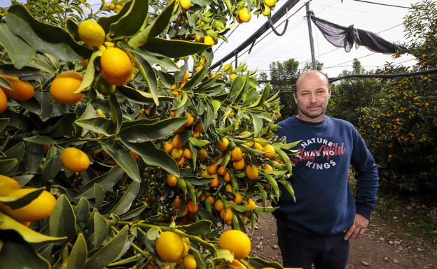 Naranjas de la China. El kumquat, una fruta con futuro. 