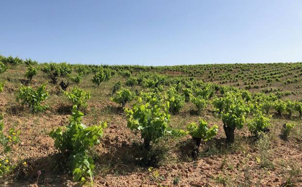 Entre Sierra Nevada y el Mediterráneo, esta parcela apela al sabor del terruño.