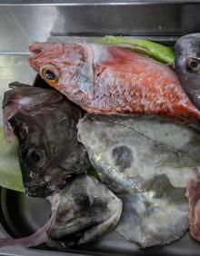Imagen secundaria 2 - La gallineta, también conocida como cabracho, durante el proceso de limpiado en Juan García (1) | Parte del pescado se fríe, y los lomos a la plancha (2) | Gallopedro, pollico y pargo, todos pescados de roca (3).