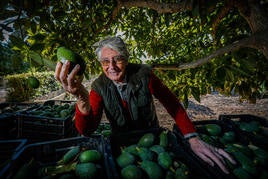 Alfredo Amestoy rodeado de sus aguacates motrileños.